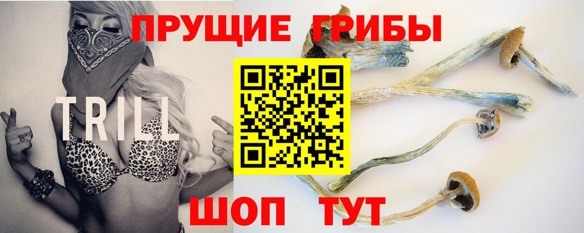 Камень-на-Оби  Псилоцибиновые грибы Cubensis  Вход с VPN 