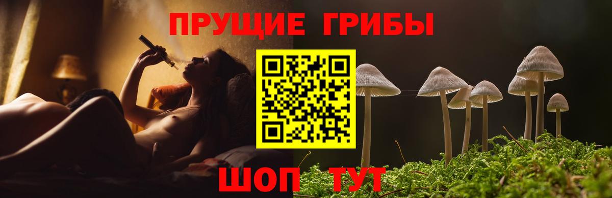 Галлюциногенные грибы Psilocybe  Камень-на-Оби 